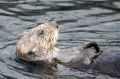 Sea Otter